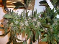 Imagen de merlin (Amherst Sour Diesel)