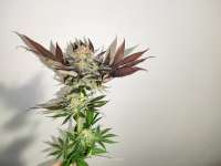 Humboldt Seed Organisation Blue Dream - foto de BDhunter