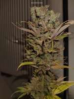 Humboldt Seed Organisation Blue Dream - foto de BDhunter