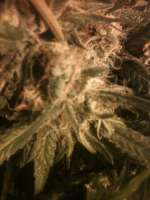 Imagen de drsizzurp69 (Blue Dream)