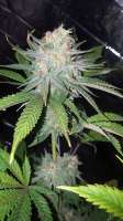 Imagen de BlackDomina (Blue Dream)