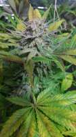 Imagen de BlackDomina (Blue Dream)