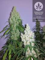 Imagen de pineappleltd (Blue Dream)