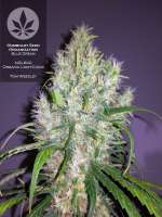 Humboldt Seed Organisation Blue Dream - foto de pineappleltd