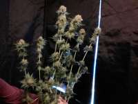 Imagen de LEDgrowman (Blueberry Headband)