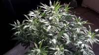 Humboldt Seed Organisation Bubba Kush Autoflowering - foto de papaseed211