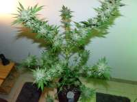 Imagen de hemp47 (Chemdawg)