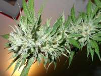 Imagen de hemp47 (Chemdawg)