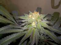 Imagen de WhiteyB (Chocolate Mint OG)