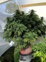 Humboldt Seed Organisation Chocolate Mint OG - foto de highmountaingrower