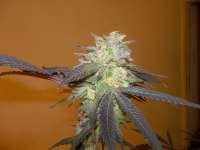 Imagen de WhiteyB (Chocolate Mint OG)