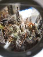 Imagen de SNAFU (Chocolate Mint OG)