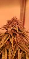 Humboldt Seed Organisation Gorilla Breath - foto de MartenNL