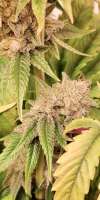 Humboldt Seed Organisation Gorilla Breath - foto de MartenNL