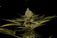 Humboldt Seed Organisation Green Crack - foto de kerbiili