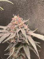 Humboldt Seed Organisation Mango Sapphire - foto de Monmondeonirique