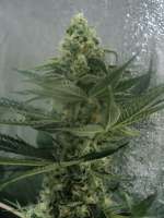 Imagen de loveweed27 (OG Kush)