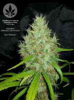 Humboldt Seed Organisation OG Kush - foto de pineappleltd