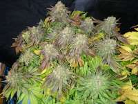 Imagen de lesavoirestunearme7Z (Sour Blueberry)