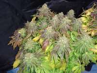 Imagen de lesavoirestunearme7Z (Sour Blueberry)