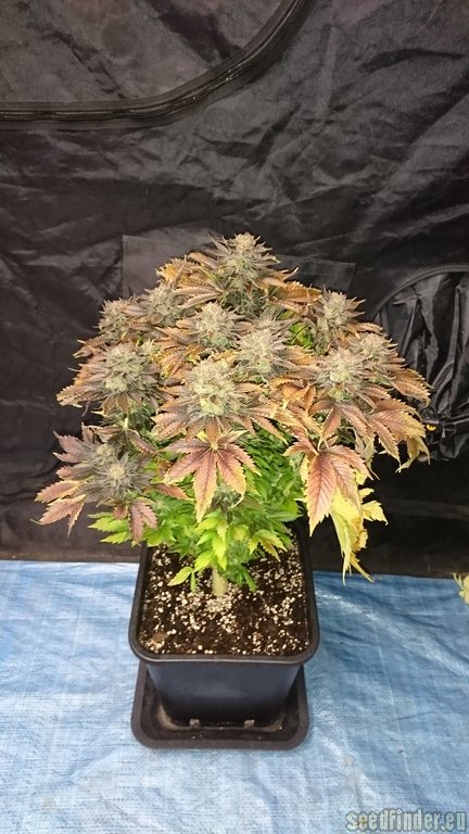 Humboldt Seed Organisation Sour Blueberry