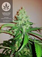 Humboldt Seed Organisation Trainwreck - foto de pineappleltd