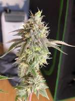 Humminbird Genetics Devil Fruit - foto de ChicagoSeedCo