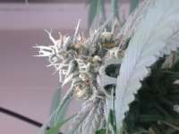 IDGSeeds Almond Joy - foto de idgseeds