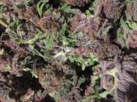 Imagen de Dadanga (BlackCherry Punch)