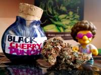 Imagen de JustinSanDiego (BlackCherry Punch)