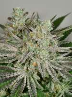 Imagen de pupilfam (BlackCherry Punch)