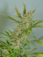 Imagen de pupilfam (Black Cherry Pie)