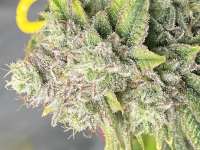 In House Genetics Jelly Breath S1 - foto de WoodRooster