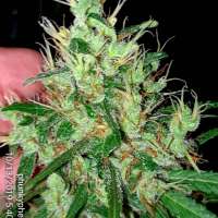 Indian Landrace Exchange Tosh Valley - foto de Phunkyphenos413