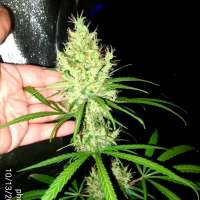 Imagen de Phunkyphenos413 (Tosh Valley)