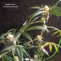 Irie Genetics Double Dose - foto de Dargo