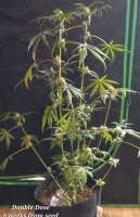 Irie Genetics Double Dose - foto de Dargo