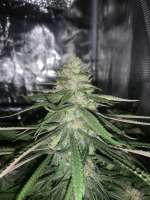 J2G Genetics Dark Jesus - foto de DrgNYC