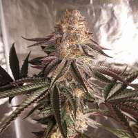 Jinxproof Genetics On Point - foto de ThePotluckGarden