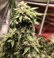 JustFeminized.com Platinum Gorilla Cookies - foto de Jeri1083