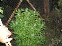 Imagen de KALYSEEDS (Green Yve)