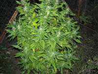 Imagen de KALYSEEDS (Green Yve)