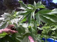 Imagen de KALYSEEDS (IMPA Ruderalis)