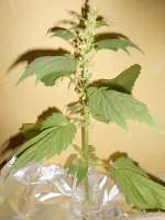 Imagen de KALYSEEDS (IMPA Ruderalis)