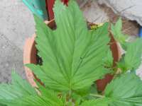 Imagen de KALYSEEDS (IMPA Ruderalis)