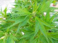 KalySeeds Mex.Sativa - foto de KALYSEEDS