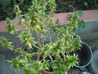 KalySeeds Mexsativa - foto de KALYSEEDS