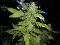 Imagen de KALYSEEDS (Trinidat Gold)