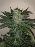 Kannabia Seeds Flash - foto de spiker