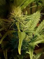 Kannabia Seeds Kickass Auto - foto de Hempi8899